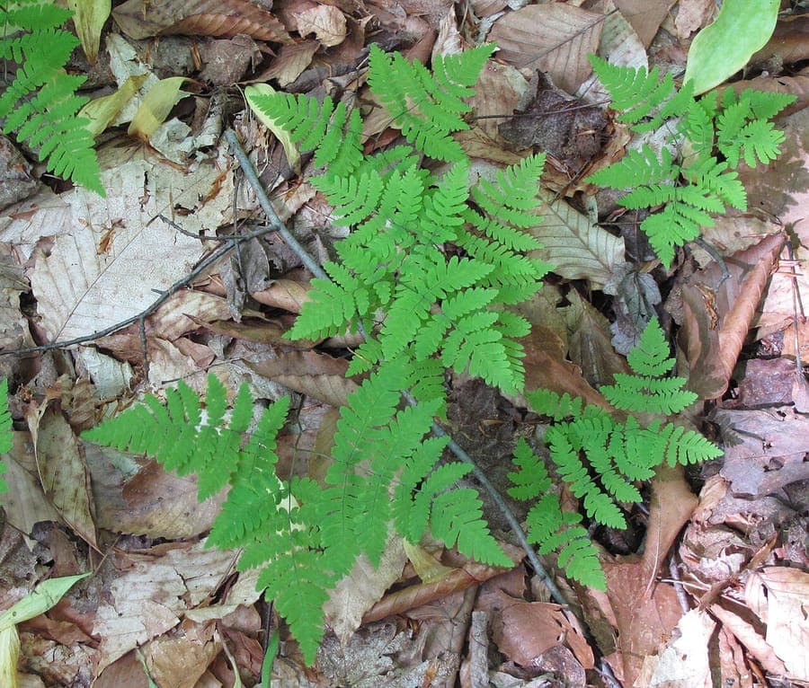 Gymnocarpium disjunctum delicate fronds in tree shade