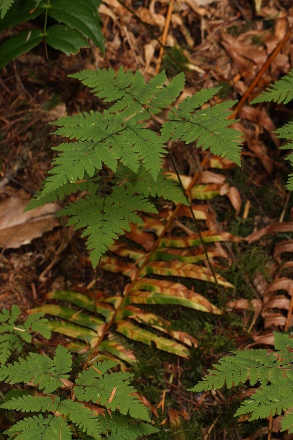 Gymnocarpium dryopteris Eichenfarn mit zarten Blättern in schattigem Waldbereich