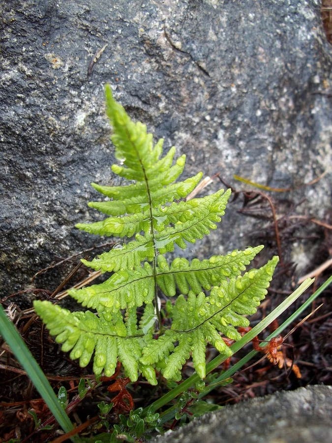 Gymnocarpium robertianum fougère odorante avec frondes délicates en milieu forestier