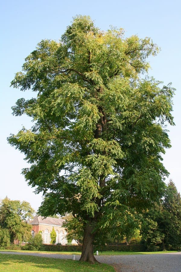 Gymnocladus dioicus tree with large compound leaves