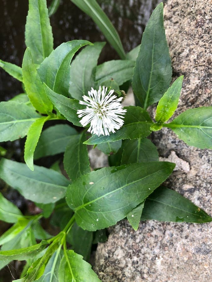 Gymnocoronis spilanthoides grows with slender, glossy green leaves