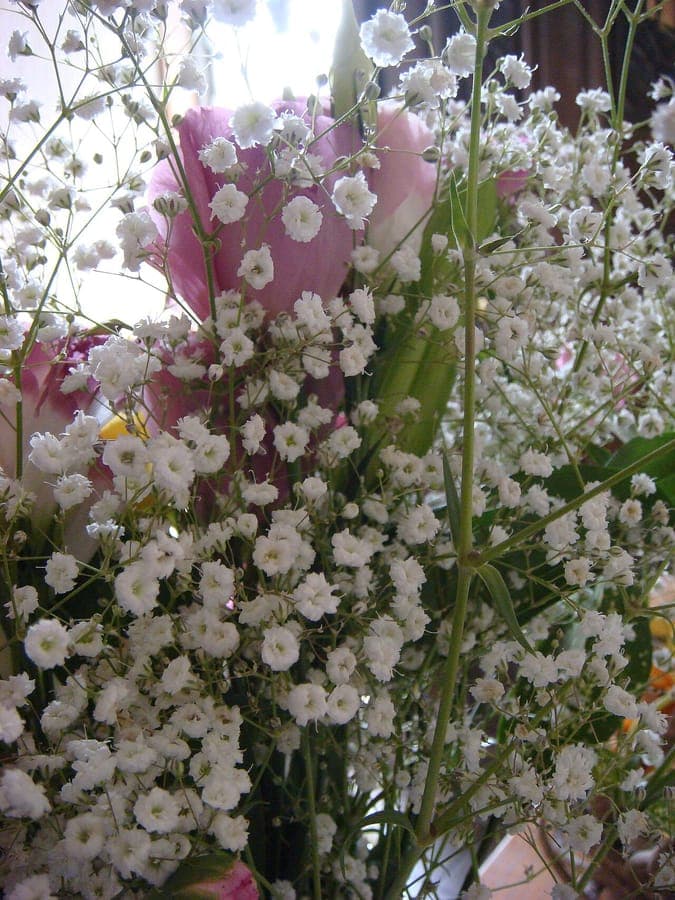 Fine branches of Gypsophila elegans with white tiny flowers