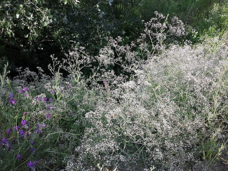 Cloud-like clusters of Baby's-breath in full bloom on a sunny summer meadow