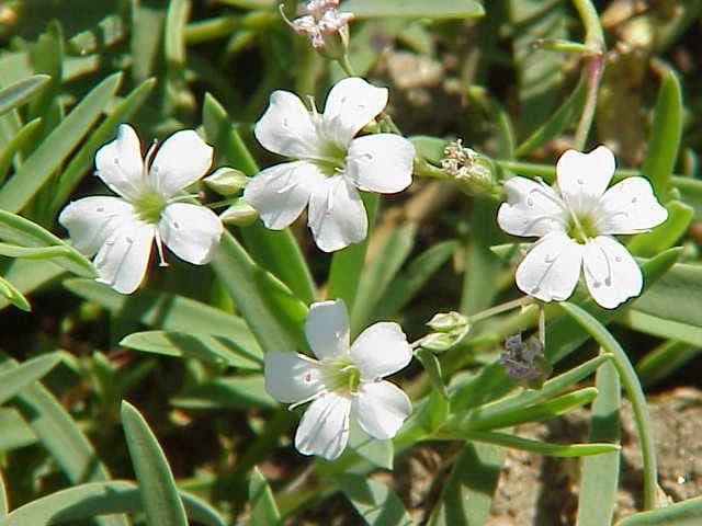 Gypsophila repens kruipend gipskruid met witte zarte bloemen en kruipende groei