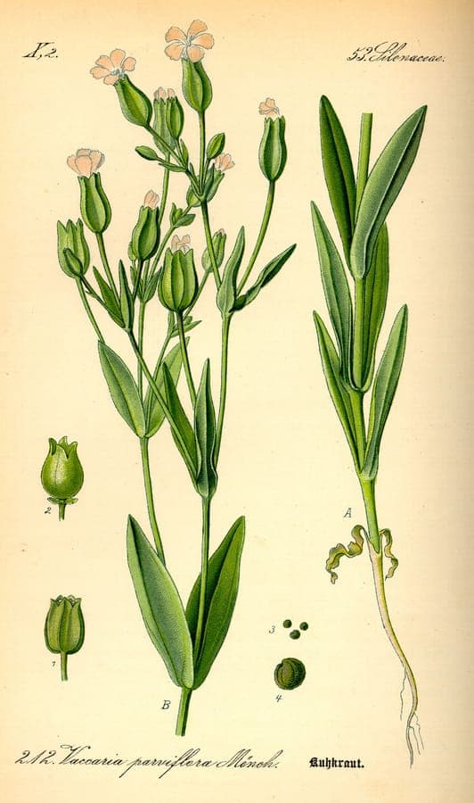 Rosafarbene Blüten von Gypsophila vaccaria in voller Blüte