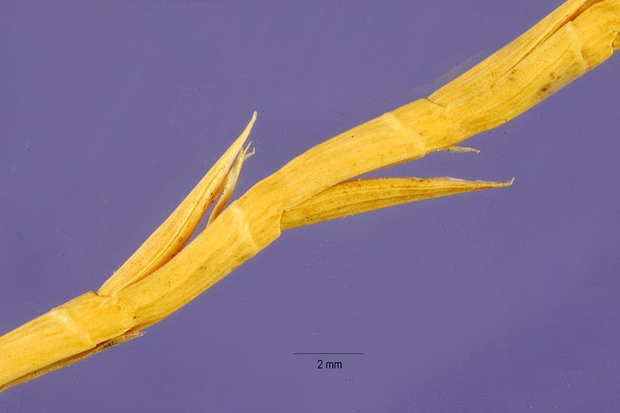 Hainardia cylindrica montrant ses épis floraux caractéristiques