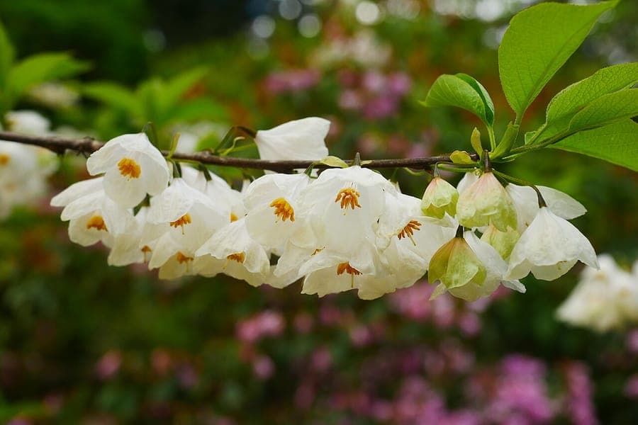 Halesia carolina blüht im Frühling mit weißen, schneeglöckchenartigen Blüten