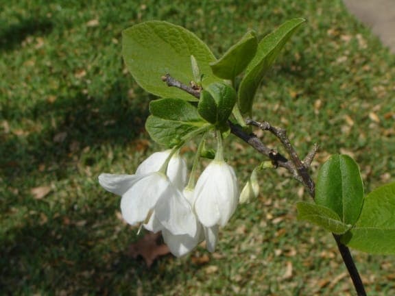 Halesia diptera met hangende witte bloemen in het voorjaar