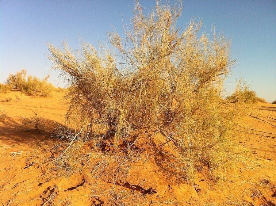 White saxaul with characteristic branches and foliage