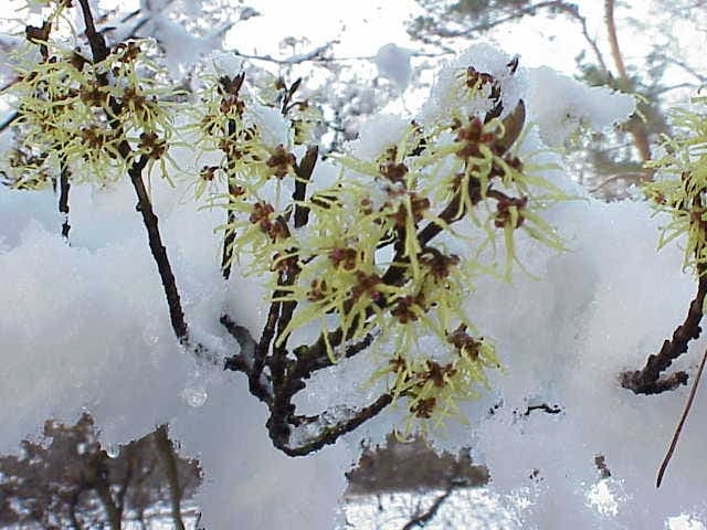 Chinesische Zaubernuß mit gelben Blüten im Winter