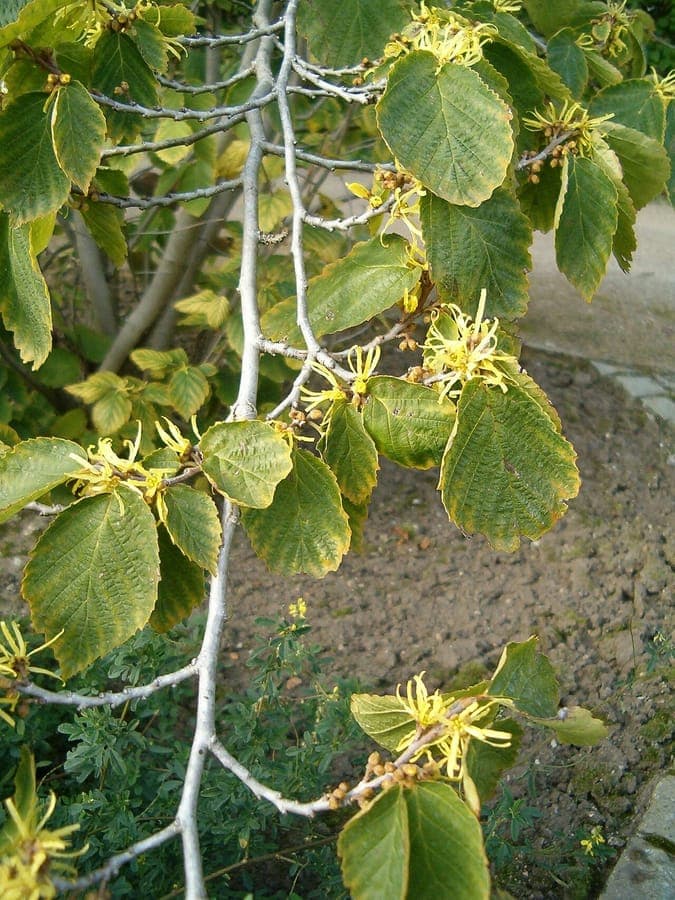 Plant de noisetier avec fleurs jaunes automnales