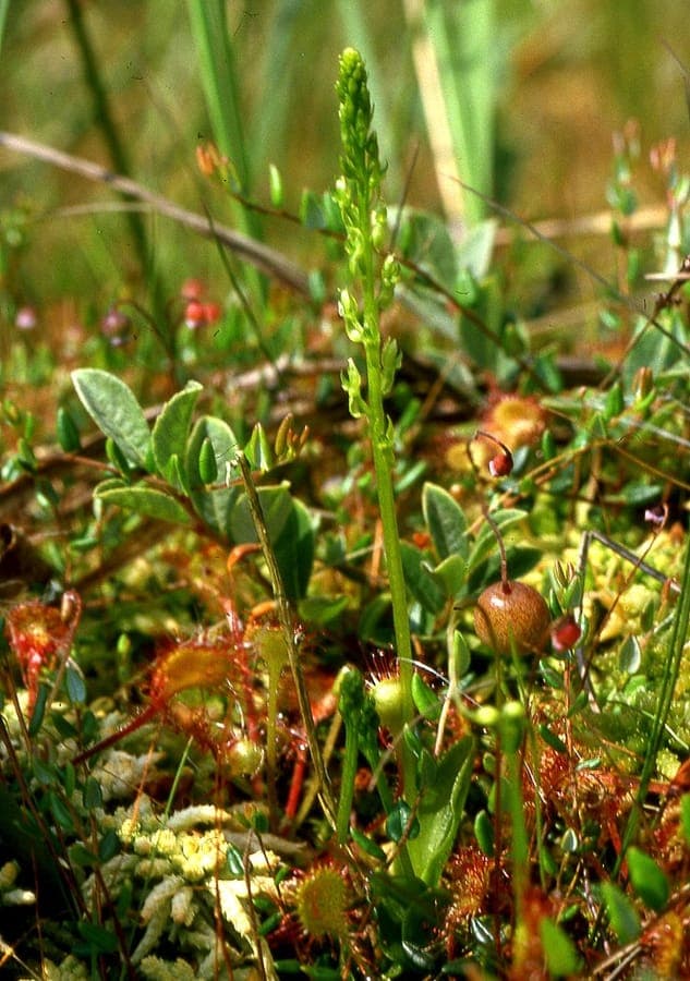 Sumpf-Weichwurz (Hammarbya paludosa) in voller Blüte auf einer feuchten, schattigen Mooswiese