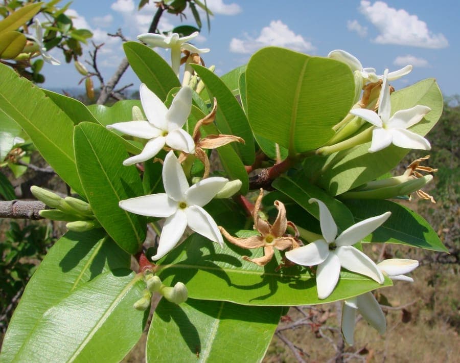 Hancornia speciosa-Baum mit gruenem Laub in tropischer Umgebung