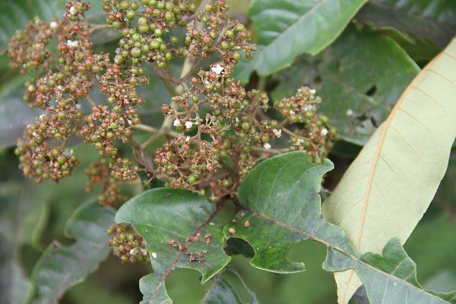 Orange milktree with golden-yellow flowers and characteristic bark