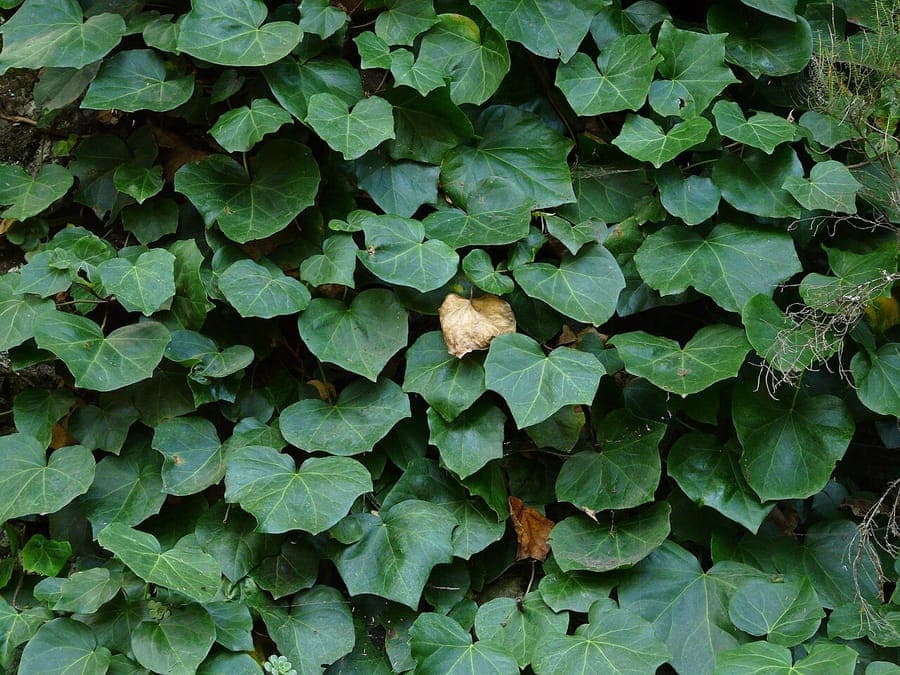 Large leaf of Canary Island ivy against dark foliage