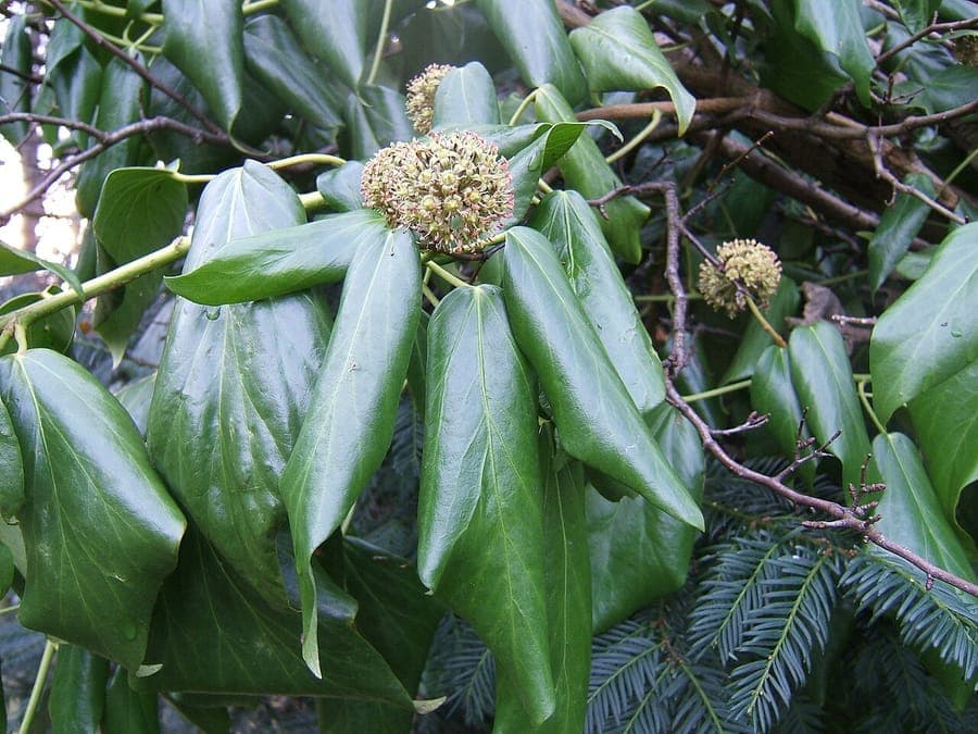 Colchis-ivy klimt langs een rotswand, met grote glanzende bladeren en lichtgele bloemen in het late najaar
