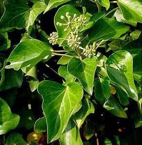 Hedera hibernica grünes Laub an Steinmauer