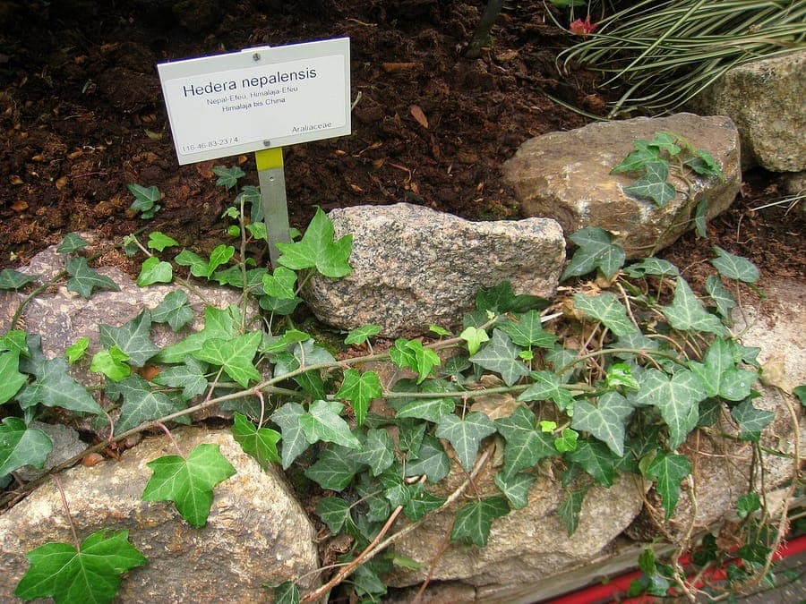 Hedera nepalensis mit glanzenden grünen Blattern