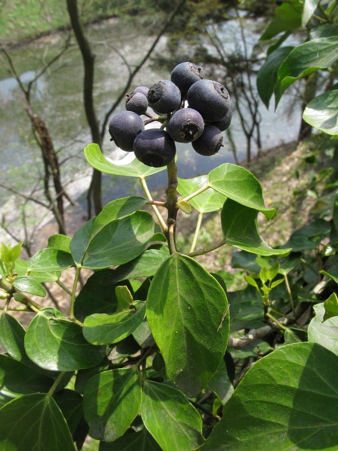 Hedera rhombea elegante Wuchsform an Wand