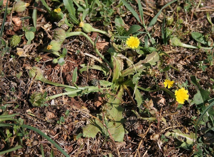 Hedypnois rhagadioloides yellow flowers