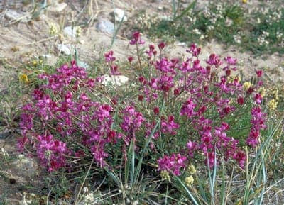 Hedysarum alpinum with purple-pink flower spikes in a meadow setting