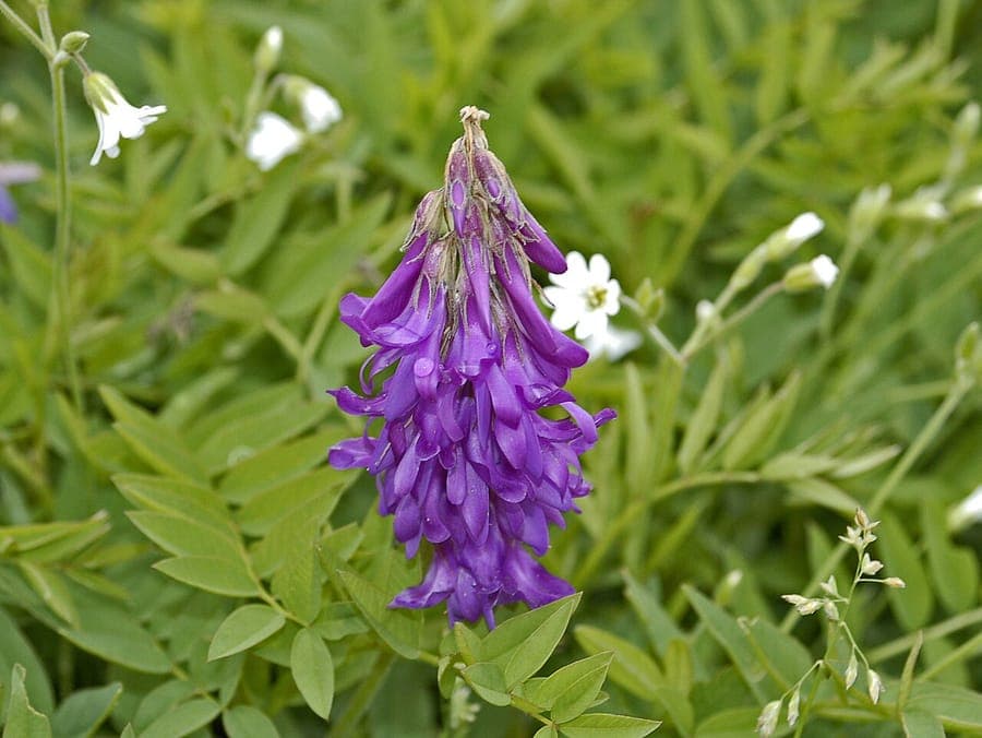 Alpen-zoetklaver met paarse bloemen en gevinde bladeren in berghabitat