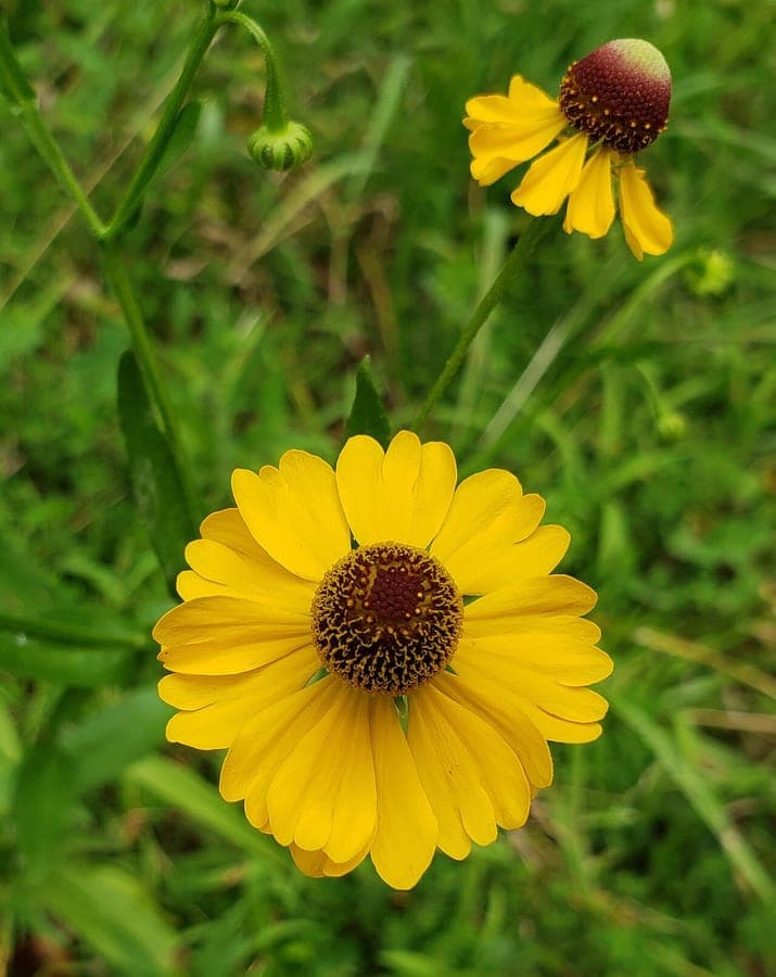 Helenium flexuosum met gele en paarsbruine bloemen