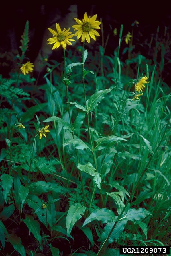 Helianthella quinquenervis avec ses fleurs jaunes en forme de tournesol dans une prairie de montagne