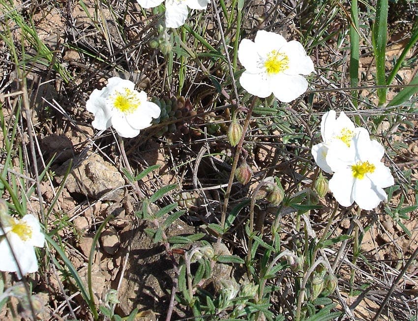 White flowers of helianthemum apenninum with yellow center