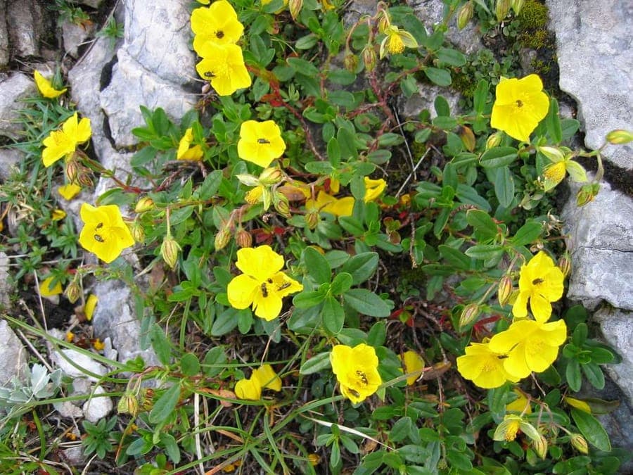 Mehrfarbige Blüten des Echten Sonnenröschens in Steinbeet