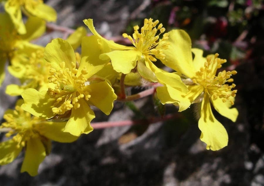 Helianthemum oelandicum hoary rock-rose with yellow flowers