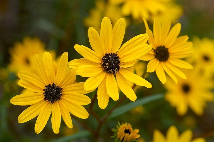 Helianthus angustifolius showing masses of golden yellow flowers on tall stems in an autumn border