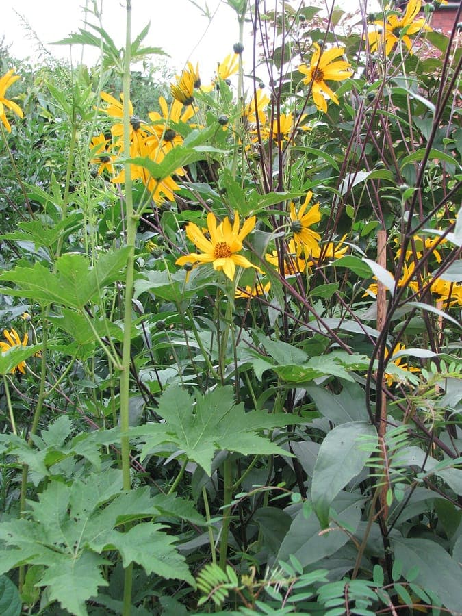 Helianthus atrorubens soleil vivace fleurs jaunes coeur pourpre