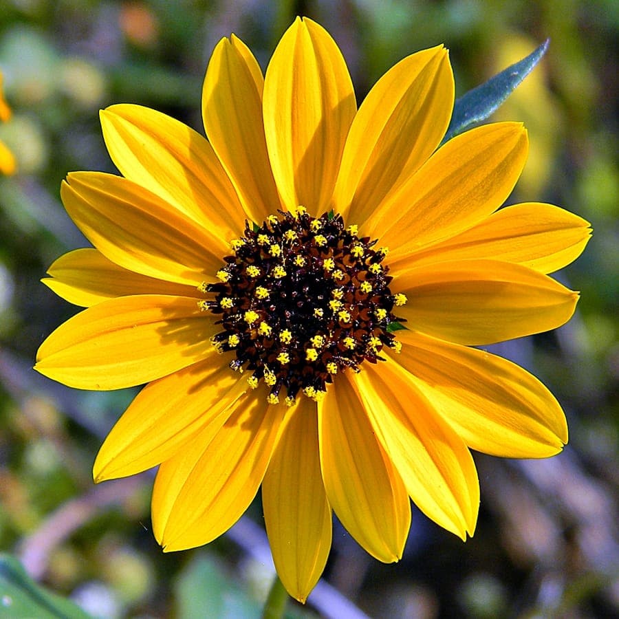 Yellow flowers of Helianthus debilis in bloom