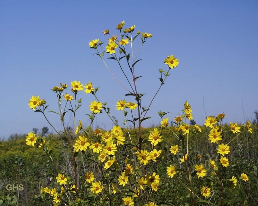 Helianthus giganteus displaying large golden flowers and impressive height