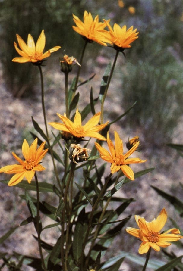 Helianthus nuttallii mit leuchtend gelben Blüten auf offener Präriewiese