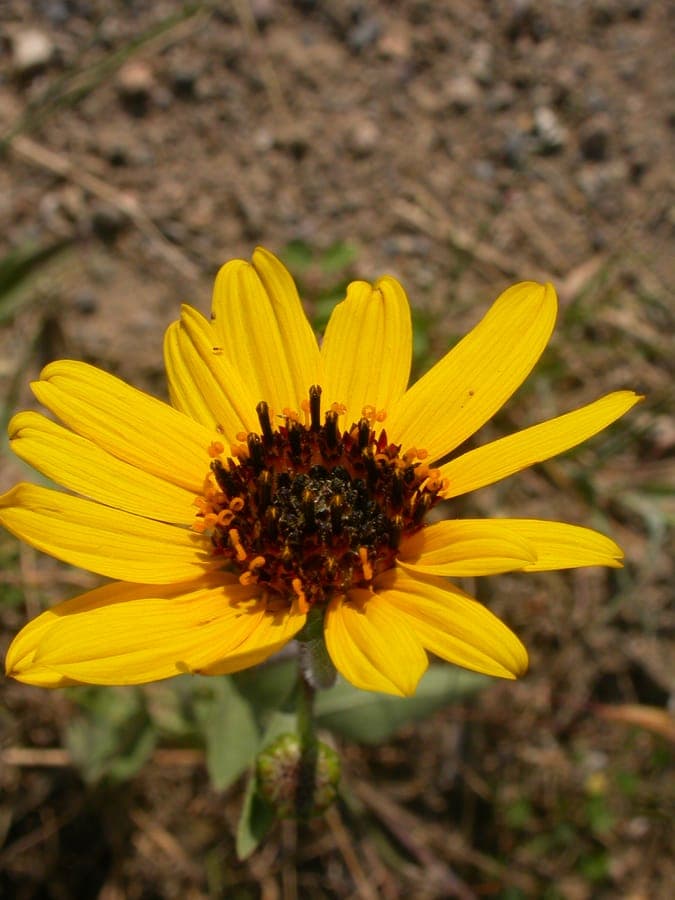 Gelbe Blüten von Helianthus pauciflorus
