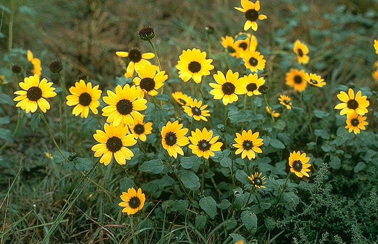 Gelbe Blüten von Helianthus petiolaris