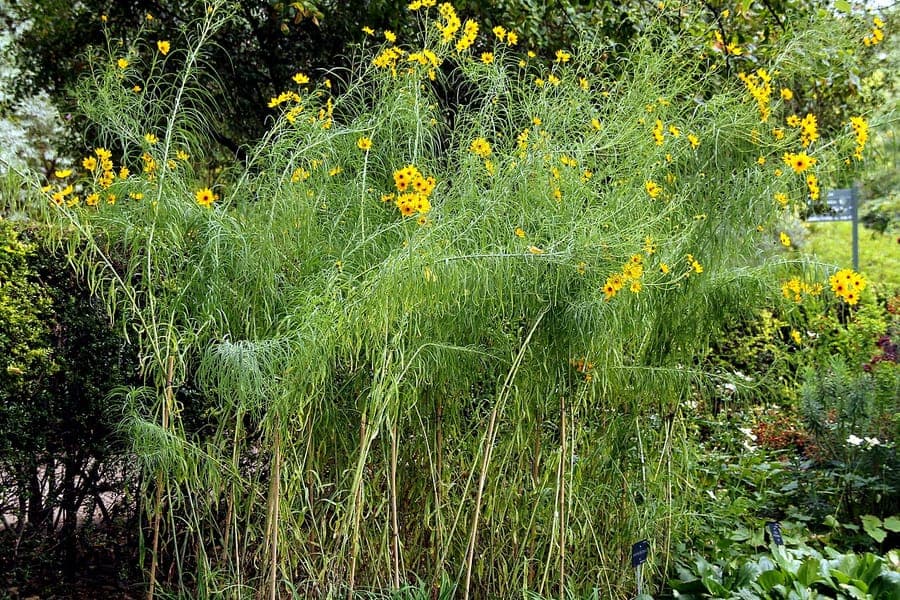 Helianthus salicifolius displaying fine foliage and yellow sunflower-like blooms