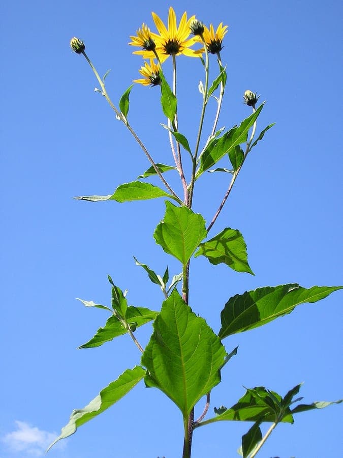 Jerusalem artichoke plant with tall stems and bright yellow sunflower-like flowers in full bloom in a sunny summer meadow