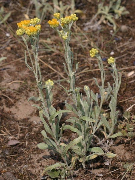 Yellow flowers of helichrysum arenarium against sandy soil