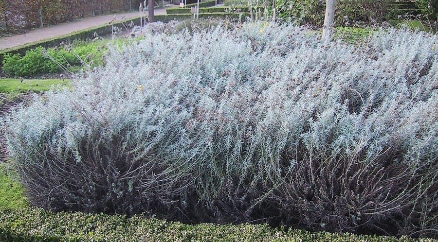 Fleurs de l'immortelle d'Italie