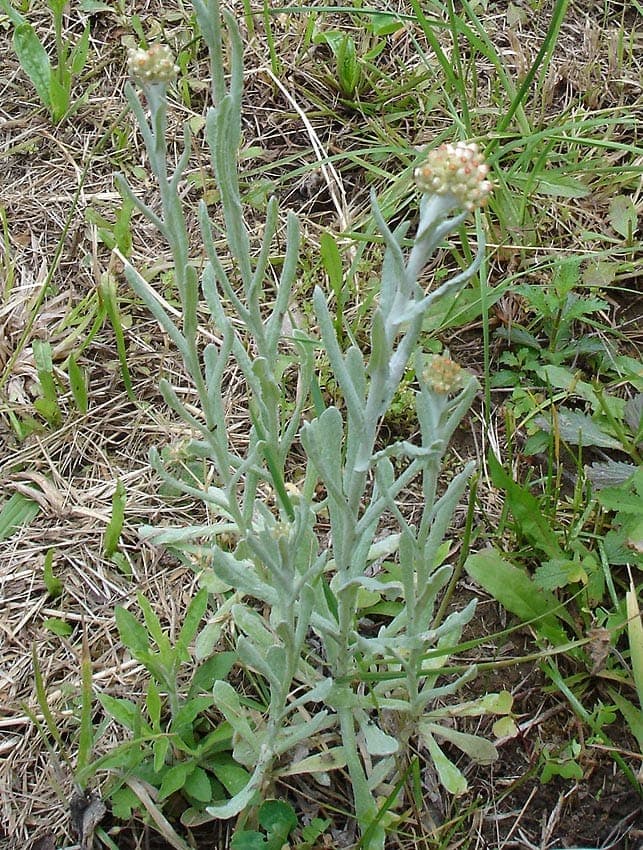 Helichrysum luteoalbum with yellowish-white flowers and fine foliage