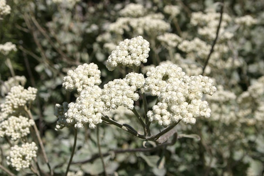 Helichrysum petiolare mit silbergrauem Laub und kaskadendem Wuchs