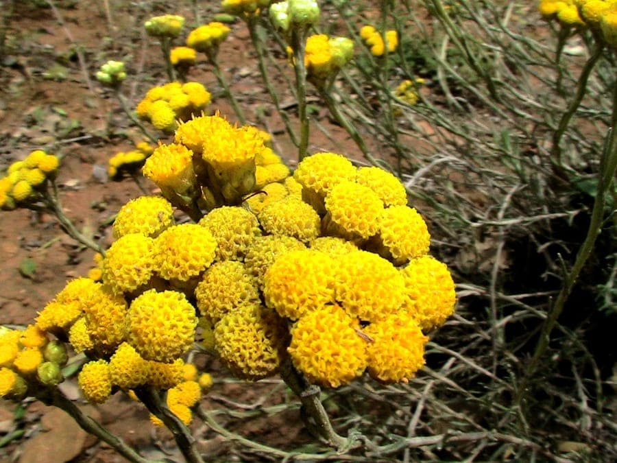 Gele papierachtige bloemen van helichrysum stoechas