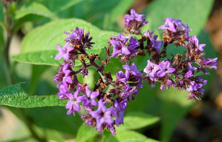 Heliotropium arborescens displaying purple flowers and fragrant characteristics