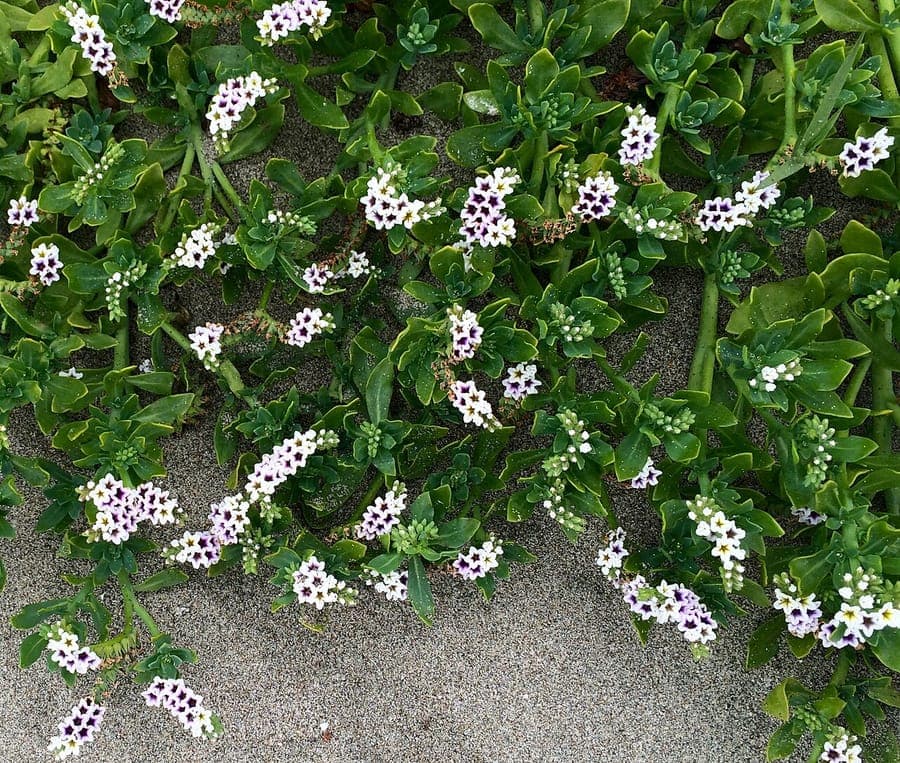 Heliotropium curassavicum witte bloemen