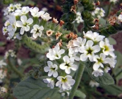 Héliotrope d'Europe avec petites fleurs blanches