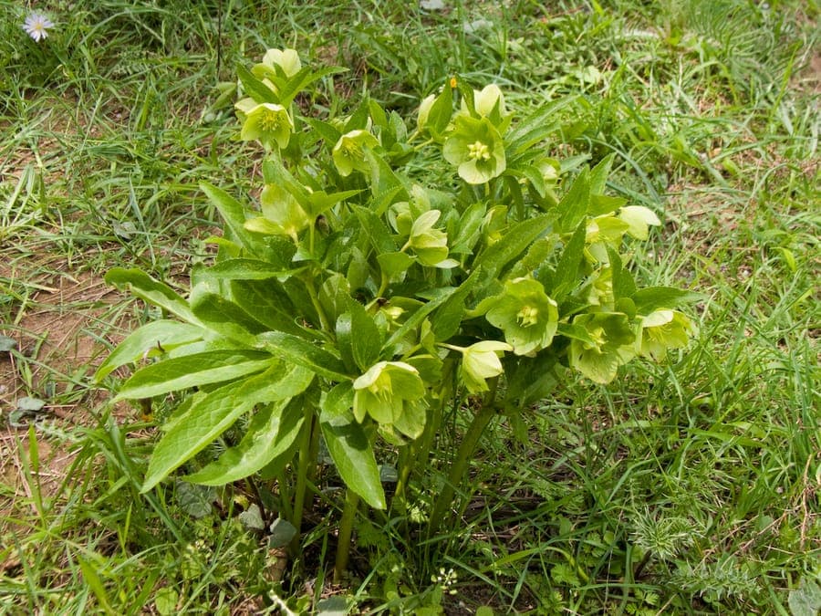 Helleborus cyclophyllus avec ses fleurs vertes