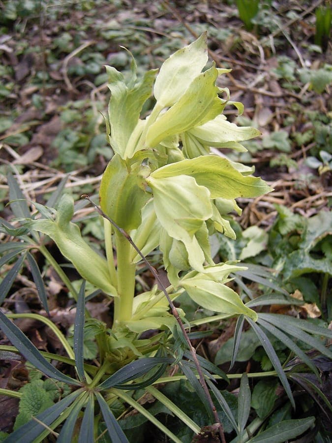 Stinkende Nieswurz mit charakteristischen grünen hängenden Blüten